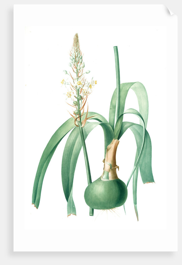Ornithogalum longibracteatum, Ornithogale à longues bractées, Sea onion; False sea onion by Pierre Joseph Redouté
