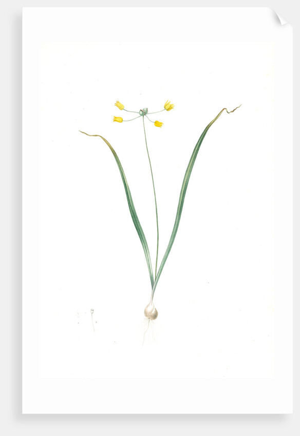 Allium scorzoneraefolium, Ail à feuilles se scorzonère by Pierre Joseph Redouté