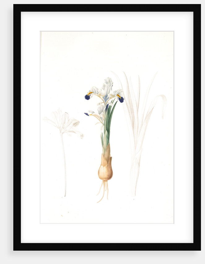 Iris Persica, Iris de Perse by Pierre Joseph Redouté
