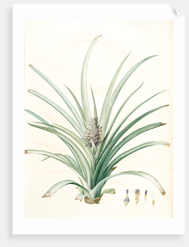 Bromella ananas, Ananas sativus; Bromella cultivé; Pineapple by Pierre Joseph Redouté