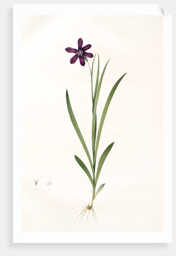 Ixia grandiflora, Sparaxis; Ixia à grandes fleurs by Pierre Joseph Redouté