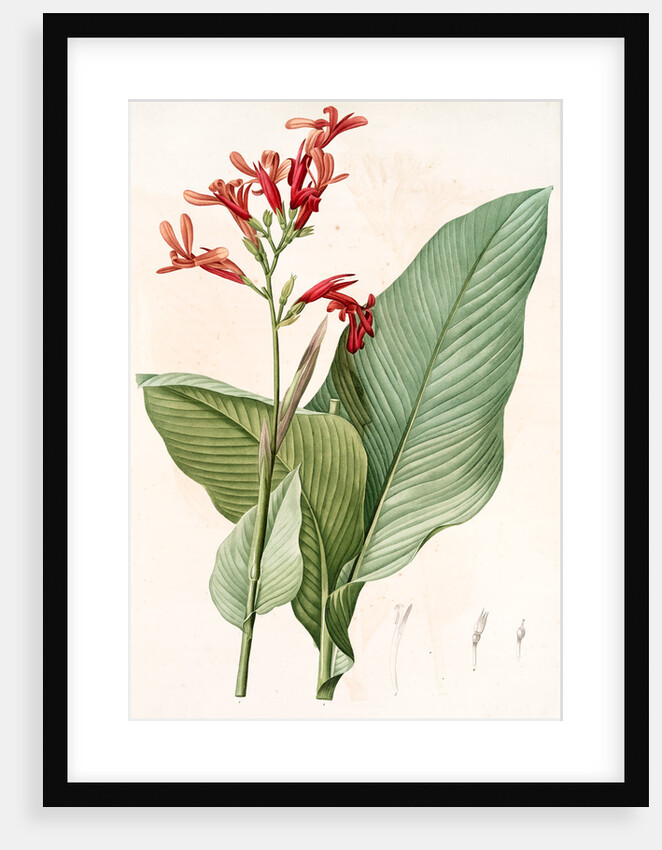 Canna gigantea, Canna latifolia; Balisier géant by Pierre Joseph Redouté