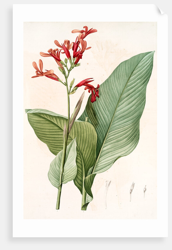 Canna gigantea, Canna latifolia; Balisier géant by Pierre Joseph Redouté