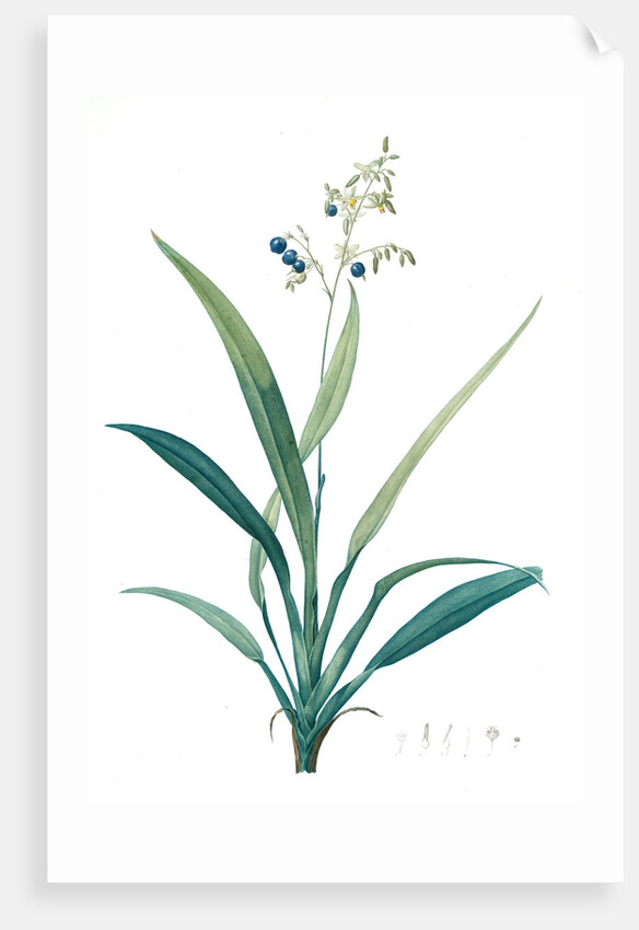 Dianella ensifolia, Dianella nemorosa; Flax Lily; Dianelle en Glaive by Pierre Joseph Redouté