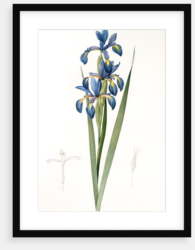 Iris spuria; Iris batarde by Pierre Joseph Redouté