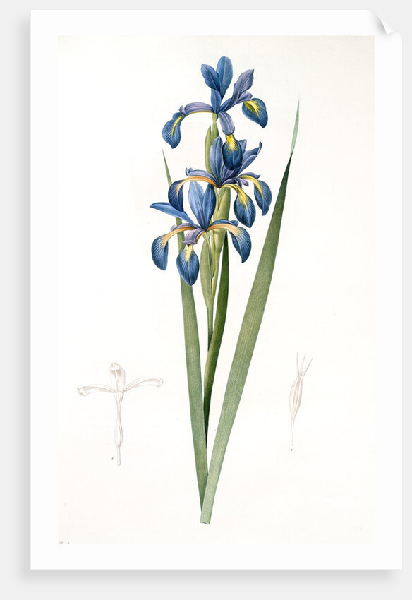 Iris spuria; Iris batarde by Pierre Joseph Redouté