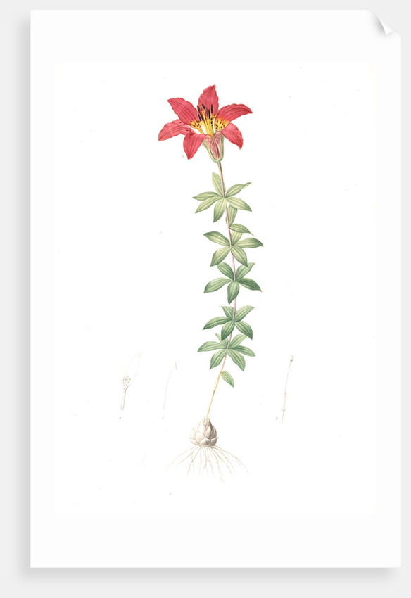Lilium philadelphicum, Lis de Philadelphie; Glade Lily or Wood Lily by Pierre Joseph Redouté
