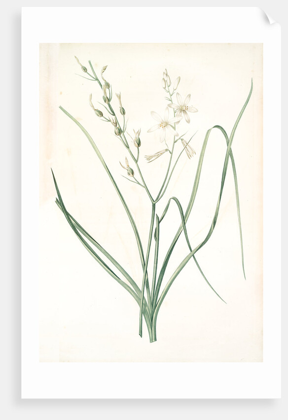 Anthericum Liliago, Phalangère fleur de lis; Phalangium liliago;, St. Bernard's Lily by Pierre Joseph Redouté