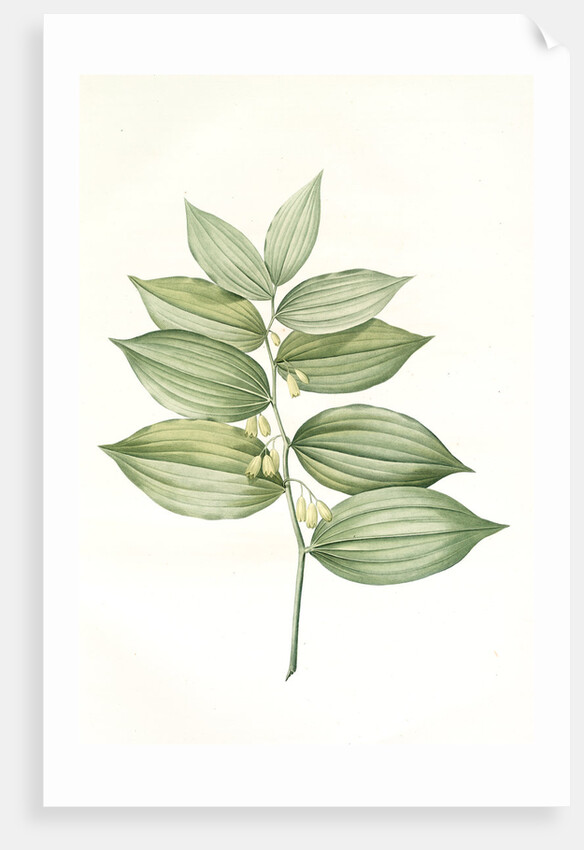 Polygonatum latifolium, Polygonatum verticille, Solomon's Seal by Pierre Joseph Redouté