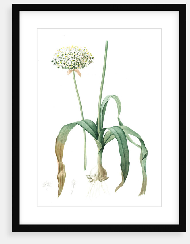 Allium nigrum, Ail noir, Black garlic by Pierre Joseph Redouté