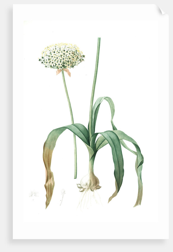 Allium nigrum, Ail noir, Black garlic by Pierre Joseph Redouté