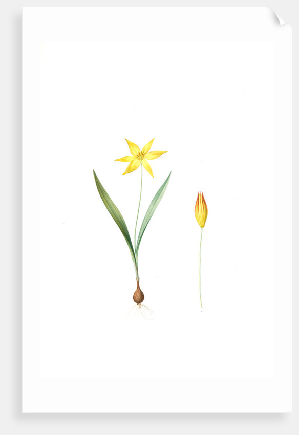 Tulipa Celsiana, Tulipa australis; Tulipe de Cels, Wild Tulip Australis by Pierre Joseph Redouté