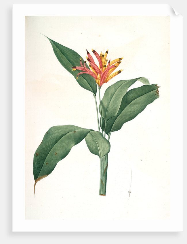 Heliconia psittacorum, Héliconia des Perroquets; Parrot Flower by Pierre Joseph Redouté