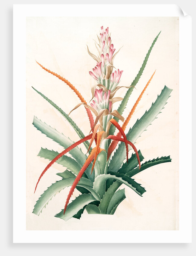 Bromella pinguin, Bromelia Pinguin; Ananas sauvage; Pinguin by Pierre Joseph Redouté