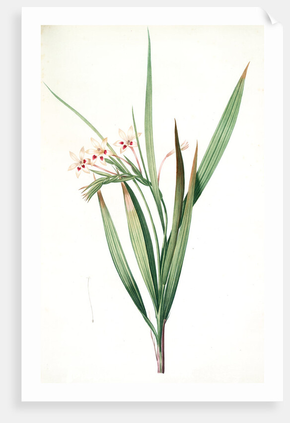 Gladiolus tubatus, Glaïeul en trompette by Pierre Joseph Redouté