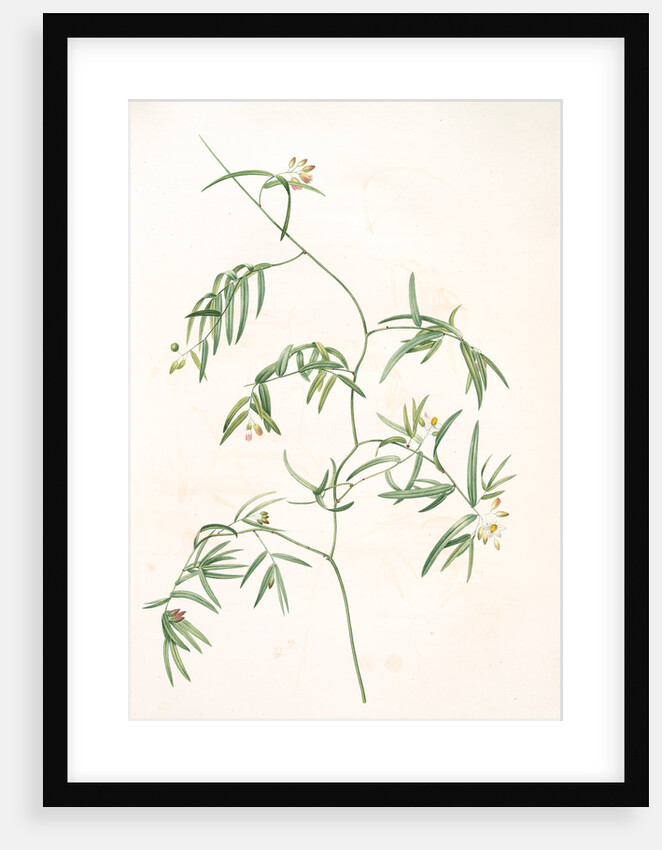 Medeola angustifolia, Geitonoplesium cymosum; Medeola à feuilles étroites by Pierre Joseph Redouté