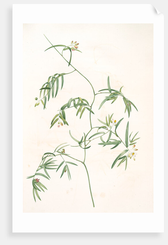 Medeola angustifolia, Geitonoplesium cymosum; Medeola à feuilles étroites by Pierre Joseph Redouté