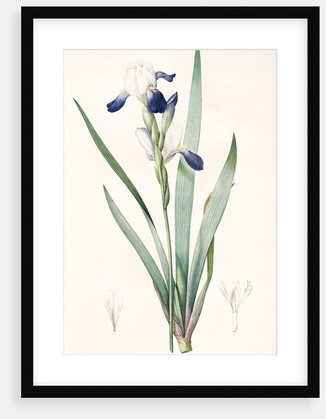 Iris amoena, Iris hybrida; Iris agréable, Bearded Iris by Pierre Joseph Redouté