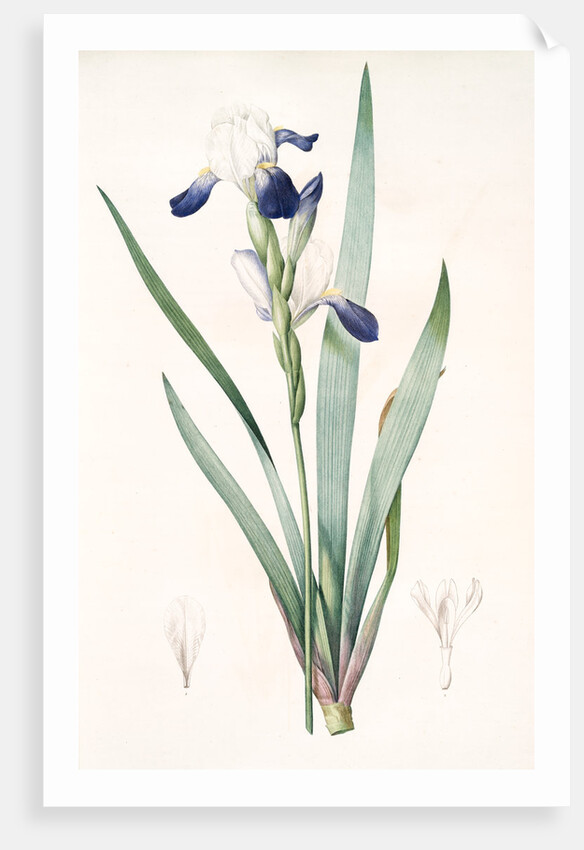 Iris amoena, Iris hybrida; Iris agréable, Bearded Iris by Pierre Joseph Redouté