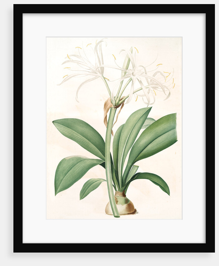 Pancratium fragrans, Hymenocallis sp; Pancrace odorant, Spider Lily by Pierre Joseph Redouté