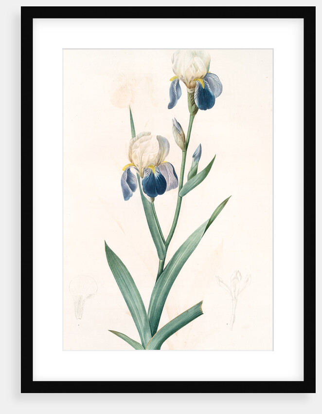 Iris sambucina, Iris à l'odeur de sureau, Elder-scented Iris by Pierre Joseph Redouté