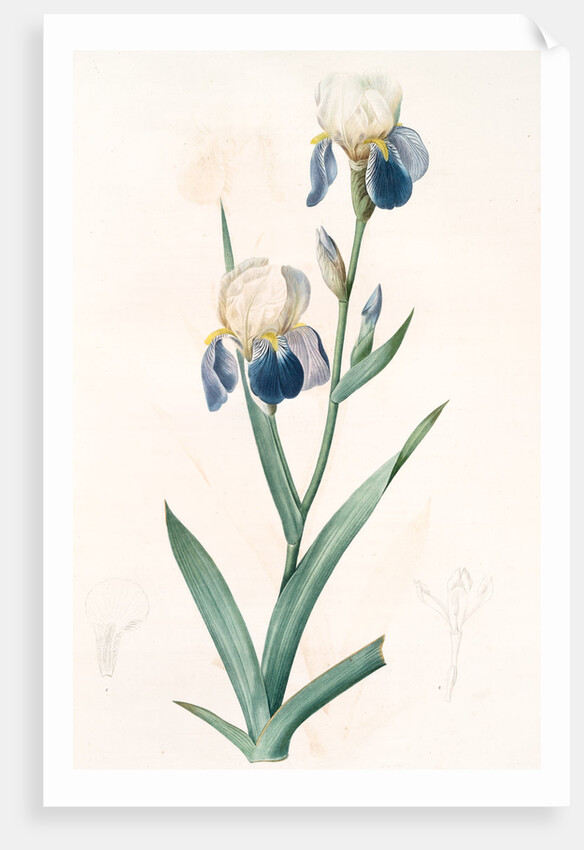 Iris sambucina, Iris à l'odeur de sureau, Elder-scented Iris by Pierre Joseph Redouté