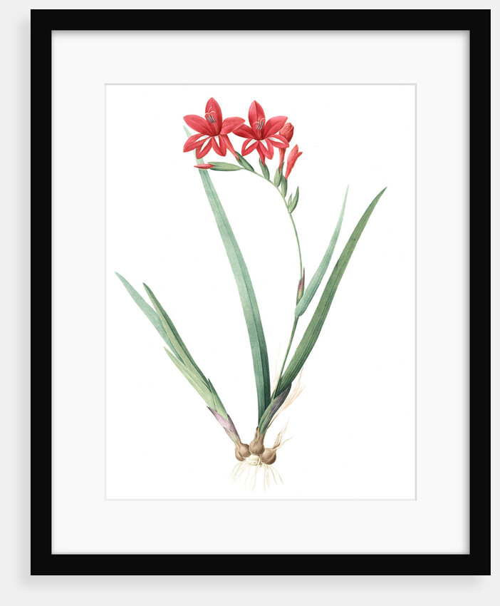 Gladiolus cardinalis, Glaieul cardinal; Waterfall Gladiolus, New Year Lily; Superb Gladiolus by Pierre Joseph Redouté