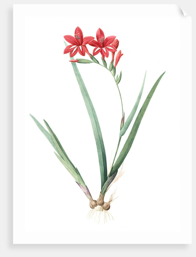 Gladiolus cardinalis, Glaieul cardinal; Waterfall Gladiolus, New Year Lily; Superb Gladiolus by Pierre Joseph Redouté