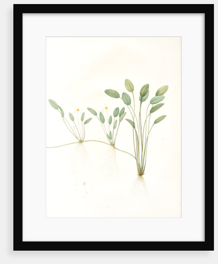 Alisma natans, Elisma natans; Fluteau nageant, Water plantain by Pierre Joseph Redouté