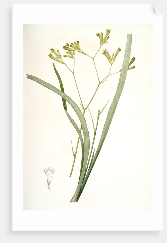 Anigozanthos flavida, Anigosanthos flavida; Anigosanthe jaunâtre; Australian Sword Lily by Pierre Joseph Redouté
