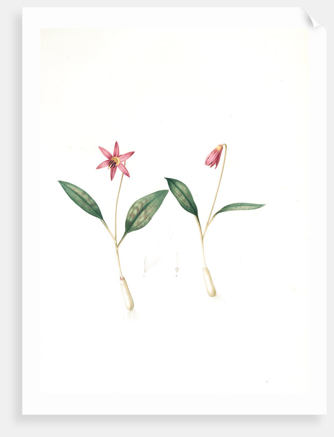 Erythronium dens-canis, Erythronium dens canis;Erythrone dent de chien, dog's-tooth violet; adder's tongues by Pierre Joseph Redouté