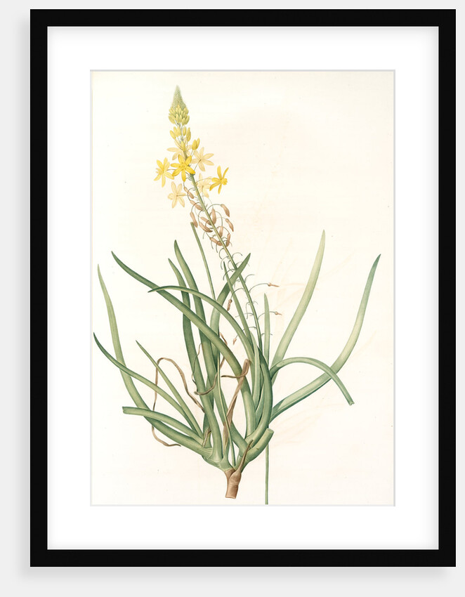 Anthericum frutescens, Bulbine fruitscens by Pierre Joseph Redouté