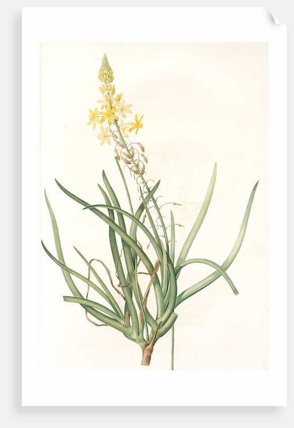 Anthericum frutescens, Bulbine fruitscens by Pierre Joseph Redouté