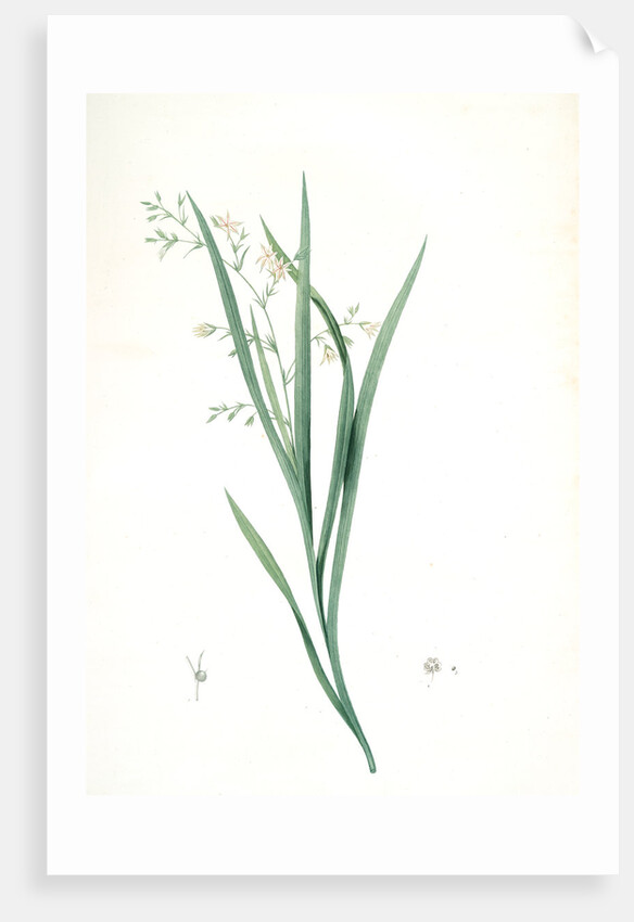 Diasia graminifolia, Melasphaerula graminea; Diasie à feuilles de gramen, Grass-leaved Melasphaerula by Pierre Joseph Redouté