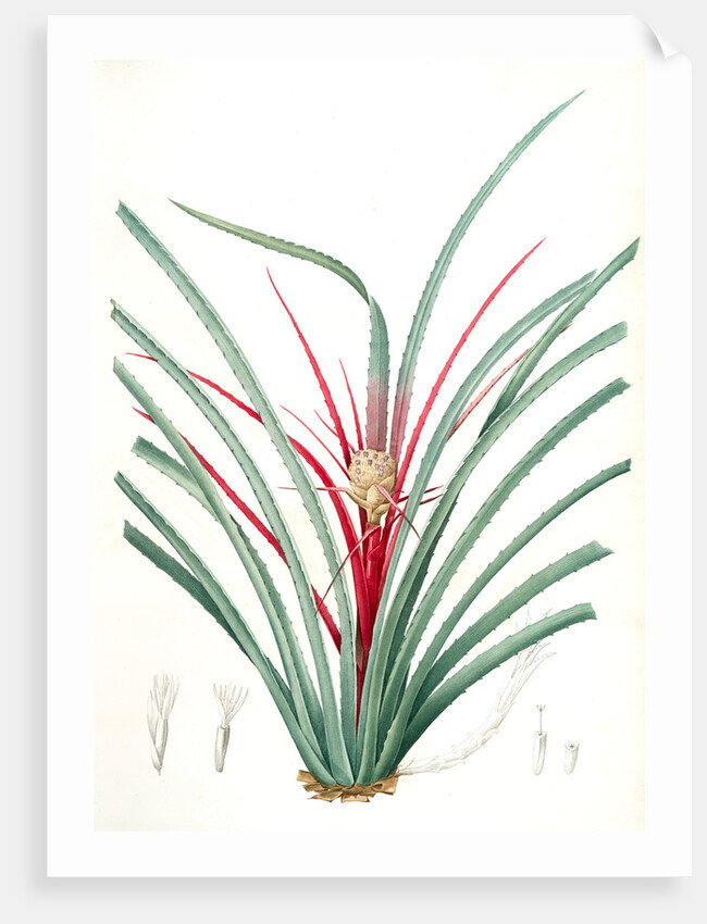 Bromella Karatas, Karatas Plumieri; Ananas karatas by Pierre Joseph Redouté
