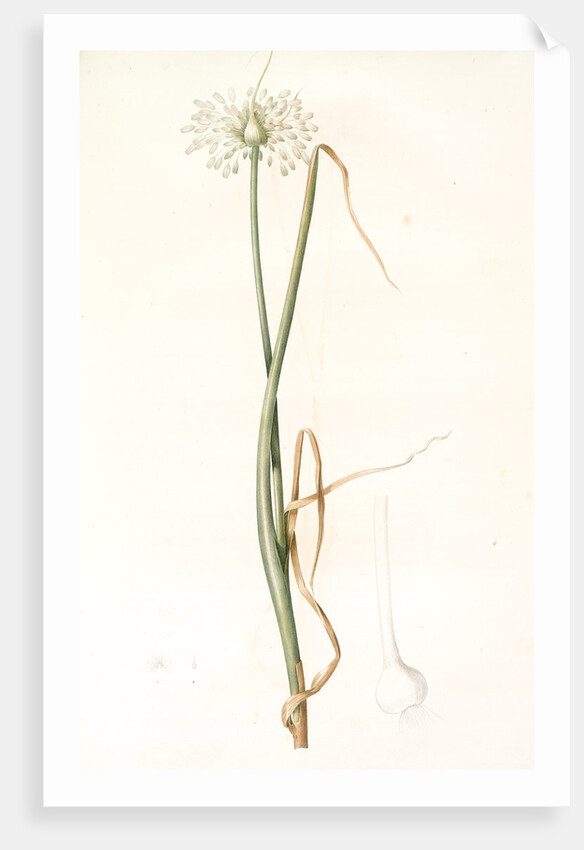 Allium palens, Allium pallens; Ail pâle, Dune bentgrass by Pierre Joseph Redouté
