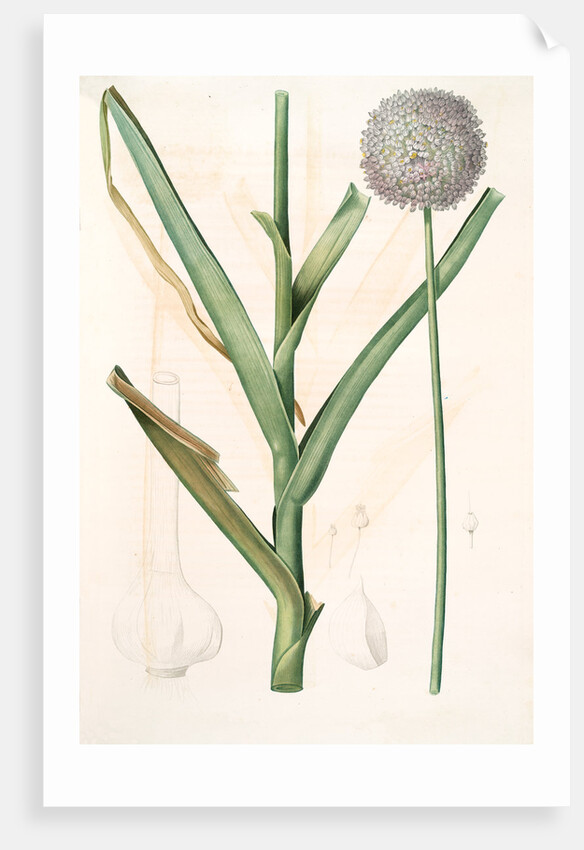 Allium ampeloprasum, Ail faux-poireau, Broad-leaf Wild Leek by Pierre Joseph Redouté