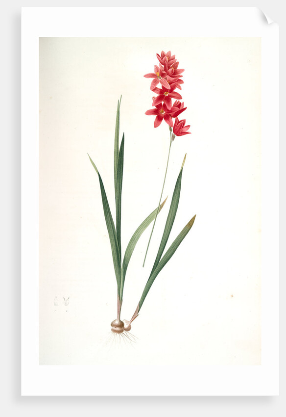 Ixia patens, Ixia filiformis; Ixis filiforme, Spreading-flowered by Pierre Joseph Redouté