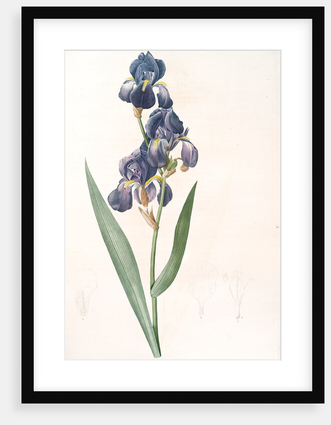 Iris plicata, Iris plissé by Pierre Joseph Redouté
