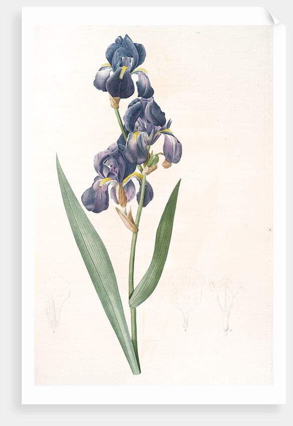 Iris plicata, Iris plissé by Pierre Joseph Redouté