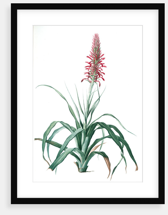 Pitcairnia latifolia, Pitcairnia bracteata; Pitcairnia á large feuille, Broad-leaved Pitcairnia by Pierre Joseph Redouté