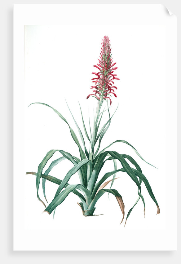 Pitcairnia latifolia, Pitcairnia bracteata; Pitcairnia á large feuille, Broad-leaved Pitcairnia by Pierre Joseph Redouté