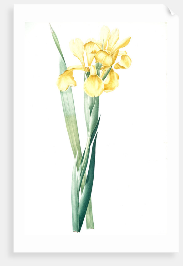 Iris Monnieri, Iris de Lemonnier by Pierre Joseph Redouté