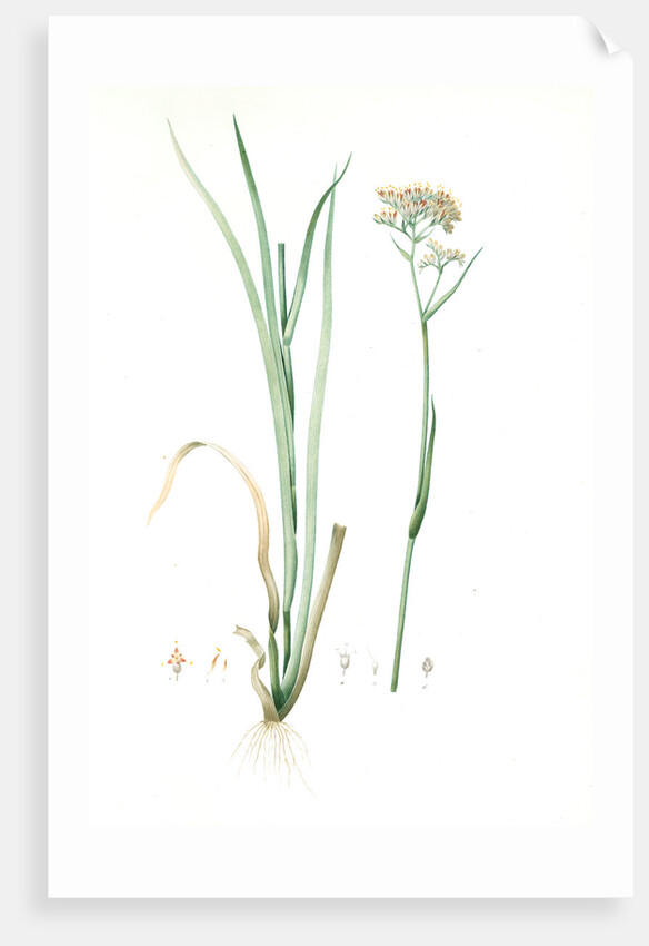 Heritiera tinctorum, Lachnanthes tinctorum; Heritiera des teinturiers, Paint Root; Red Root; Redleg by Pierre Joseph Redouté