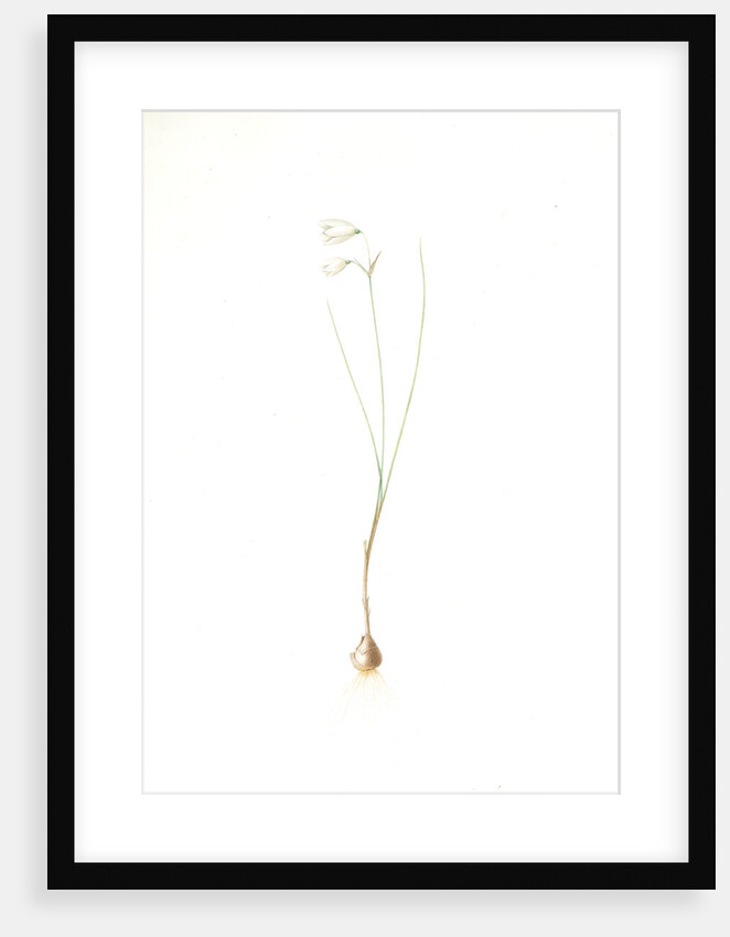 Leucojum grandiflorum, Leucojum trichophyllum; Nivéole à grandes fleurs, Three-leaved snowflakes by Pierre Joseph Redouté