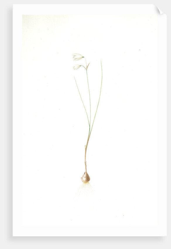 Leucojum grandiflorum, Leucojum trichophyllum; Nivéole à grandes fleurs, Three-leaved snowflakes by Pierre Joseph Redouté