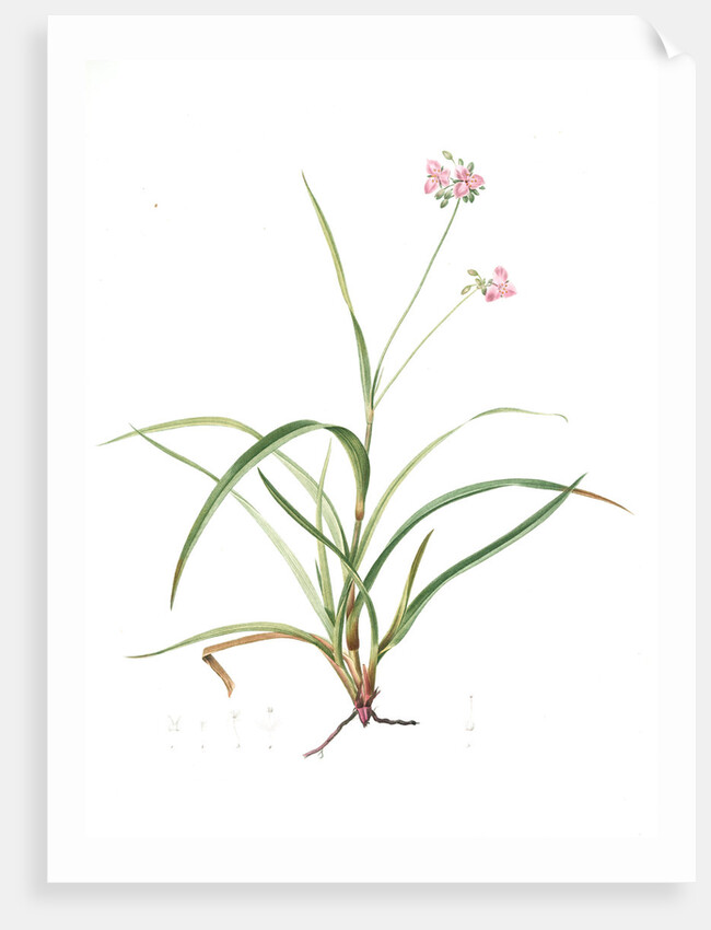 Tradescantia rosea, Ephémérine rose, Rosy Spiderwort by Pierre Joseph Redouté