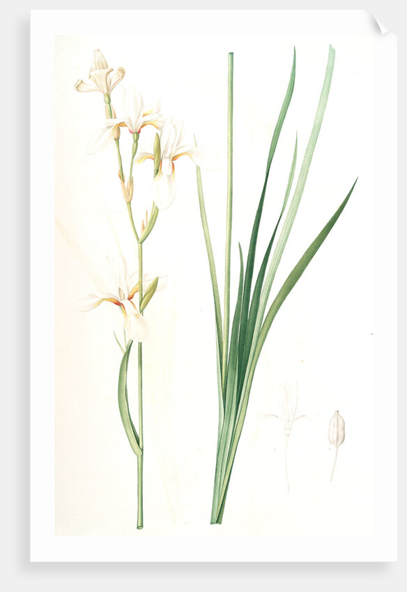 Ixia sibirica var. ochroleuca, Iris sp; Ixia de Sibérie var. à fleurs blanchâtres by Pierre Joseph Redouté