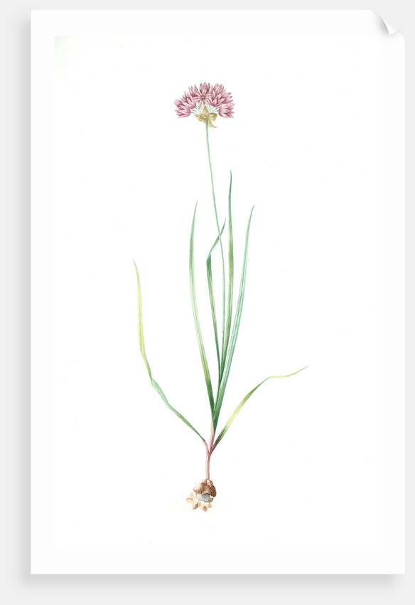 Allium roseum, Ail rose, Rose garlic by Pierre Joseph Redouté