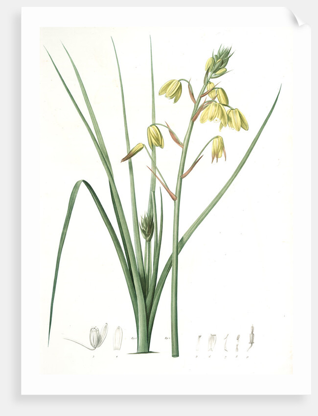 Albuca major, Albuca á large feuille, Larger Albuca by Pierre Joseph Redouté